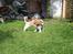 Beagle **Modi** - Leg med Thor i haven