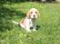 Beagle **Modi** - Modi i haven som hvalp