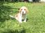 Beagle **Modi** - Modi i haven som lille