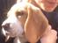 Beagle **Modi** - Modi og mig