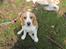 Beagle **Modi** - Modi