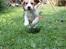 Beagle **Modi** - Modi på spring