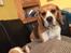 Beagle **Modi** - Modi og Malou putter i sofaen med mig