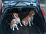 Beagle **Modi** - Modi, Malou og Darwin