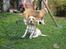 Beagle **Modi** - Modi bag et trådhegn