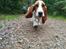 Basset hound Ludvig