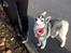 Siberian husky Mesmocan Sunka Yuki