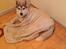 Siberian husky Mesmocan Sunka Yuki