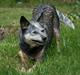 Australsk cattledog Tess