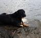 Blanding af racer Bella Rottweiler/Labrador