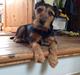 Tysk jagtterrier Emma