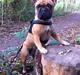 Fransk bulldog Luna :)