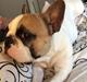 Fransk bulldog Uffe