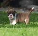 Olde english bulldogge Østergaards Cappucino