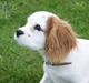 Cavalier king charles spaniel Holsteins Indi