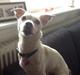 Jack russell terrier Wilma