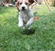Beagle **Modi**