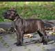 Staffordshire bull terrier braunstaff heavenly gift aka chili