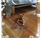 Staffordshire bull terrier Uso