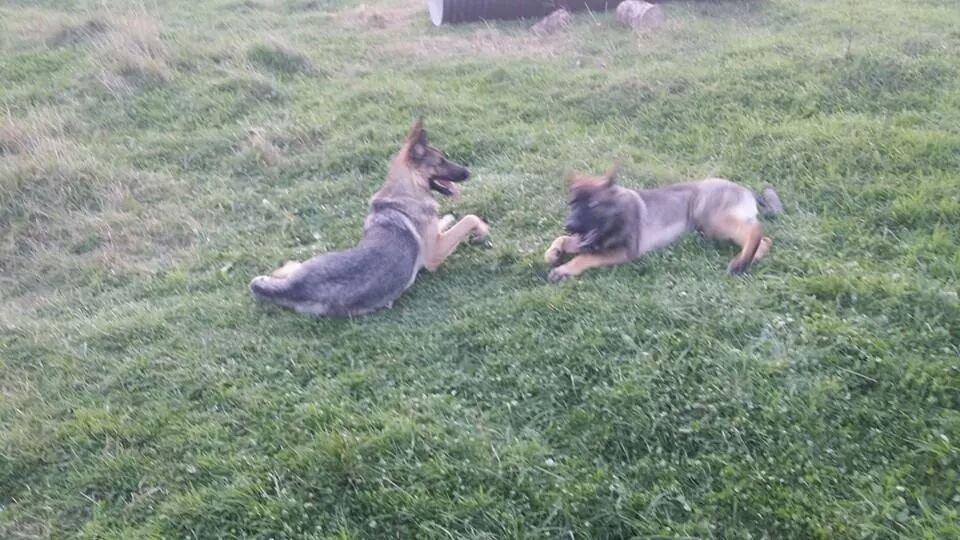 Blanding af racer Pixie billede 8