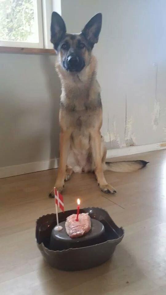 Blanding af racer Pixie billede 9