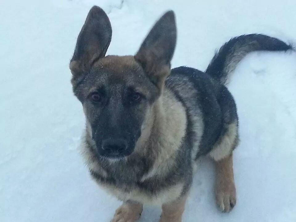 Blanding af racer Pixie billede 10