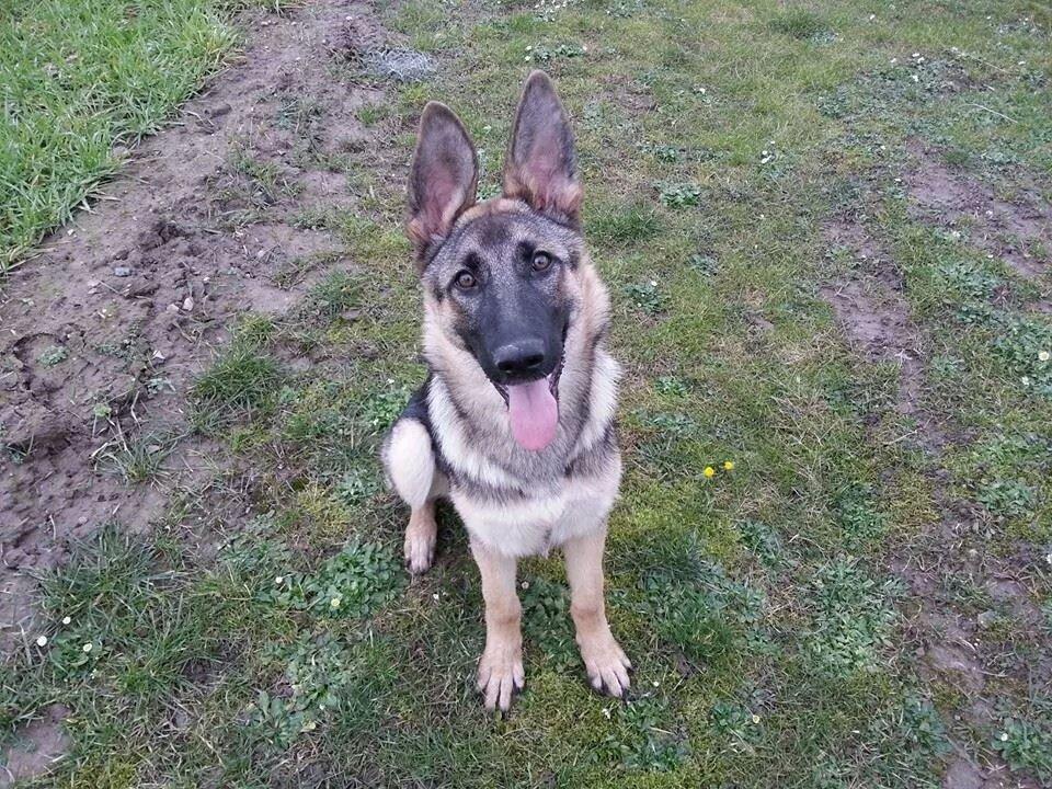 Blanding af racer Pixie billede 11