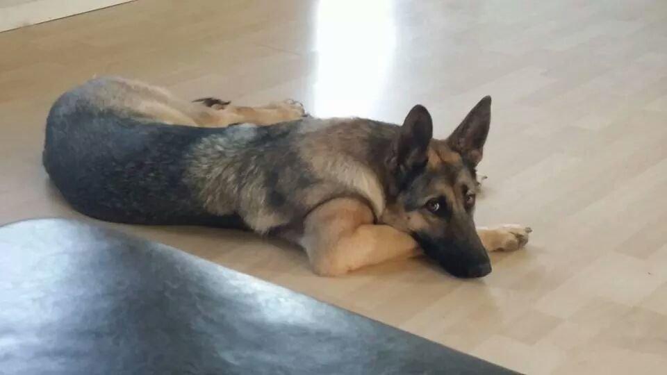 Blanding af racer Pixie billede 12