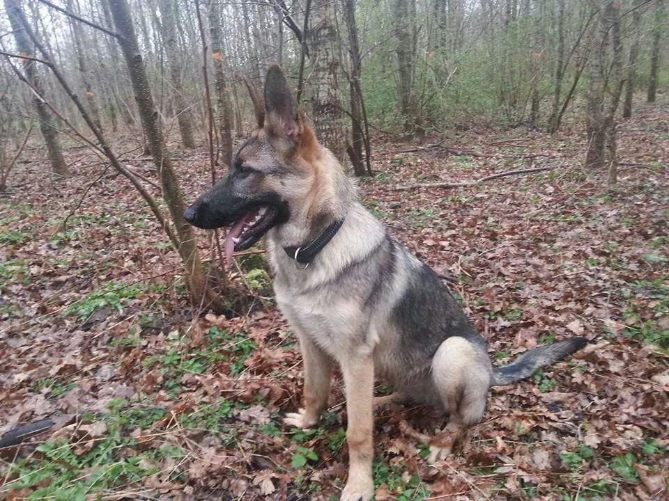 Blanding af racer Pixie billede 13