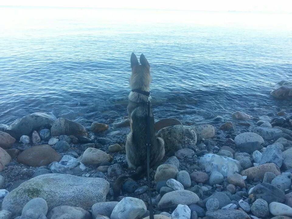 Blanding af racer Pixie billede 14