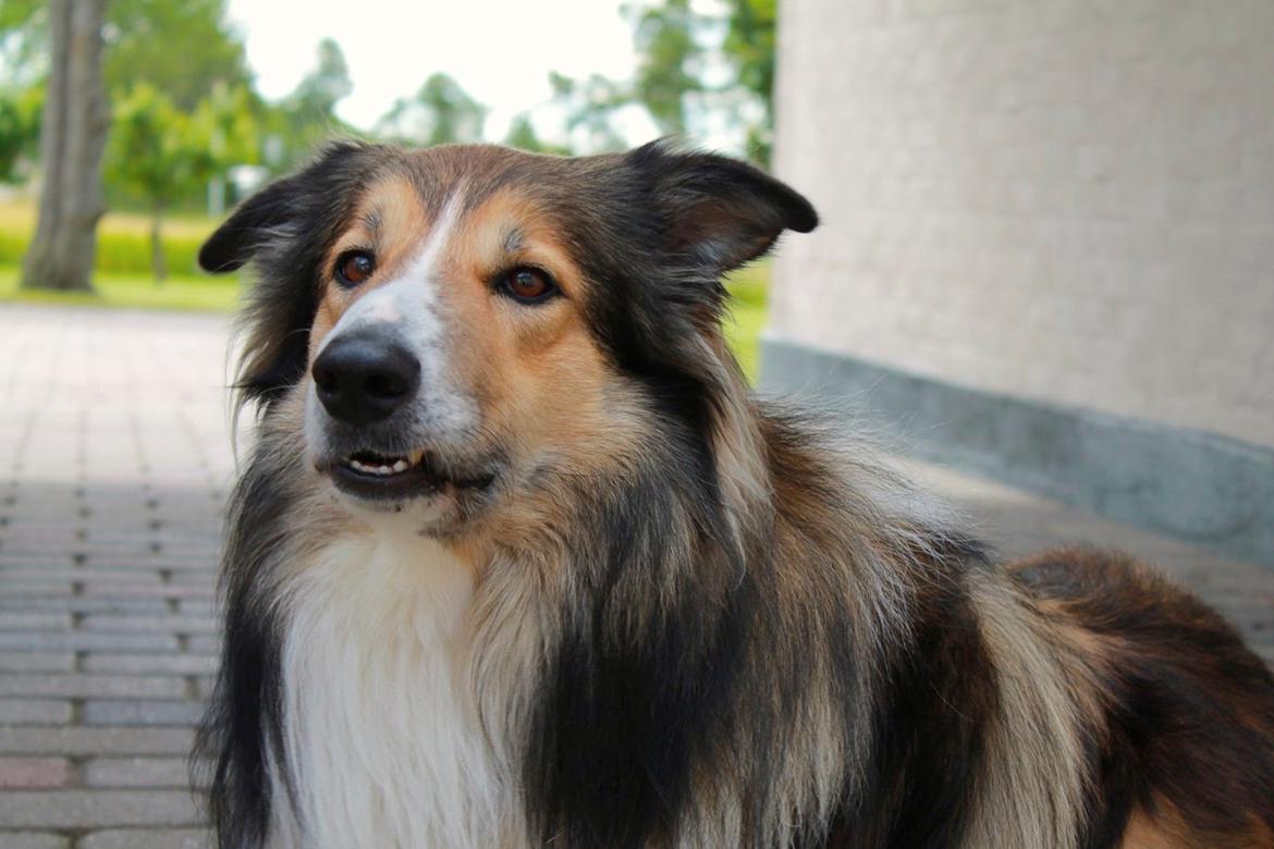 Blanding af racer ~ Chester billede 9