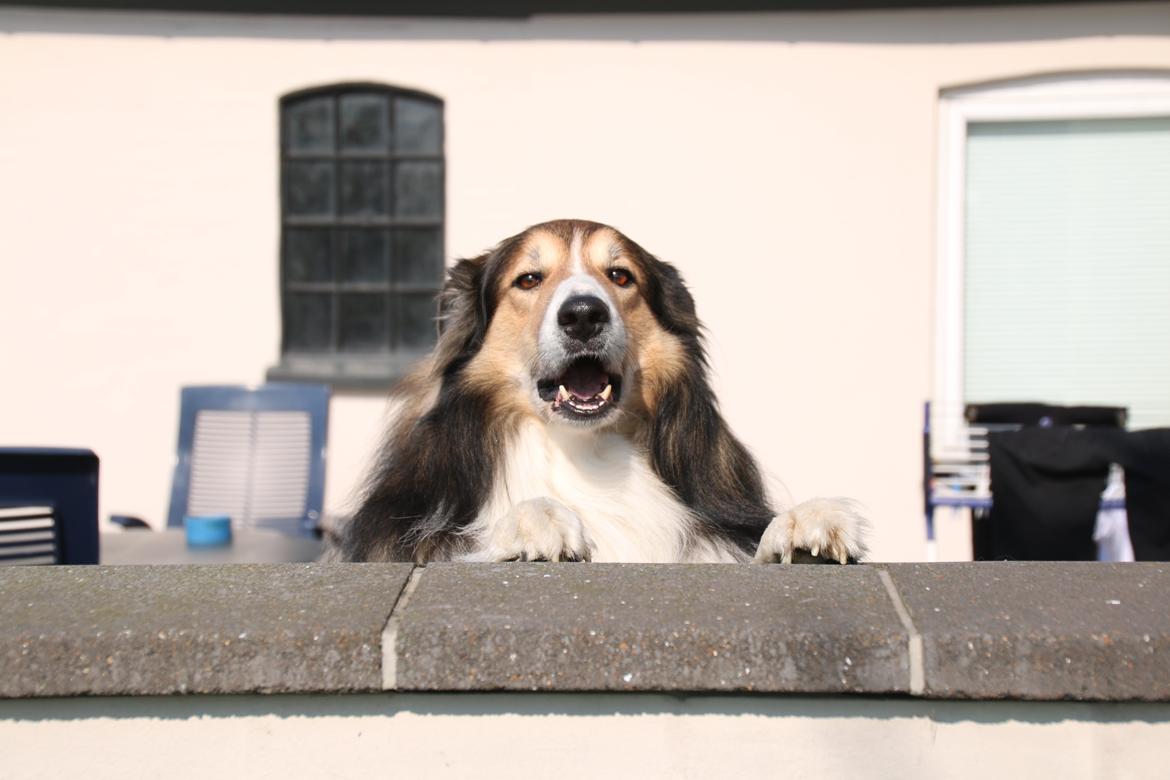 Blanding af racer ~ Chester billede 11