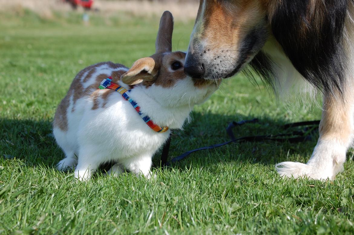 Blanding af racer ~ Chester billede 10