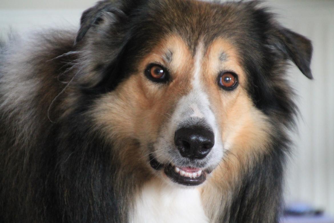 Blanding af racer ~ Chester billede 14