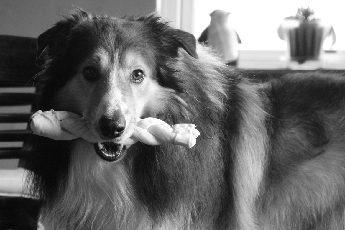 Blanding af racer ~ Chester billede 15