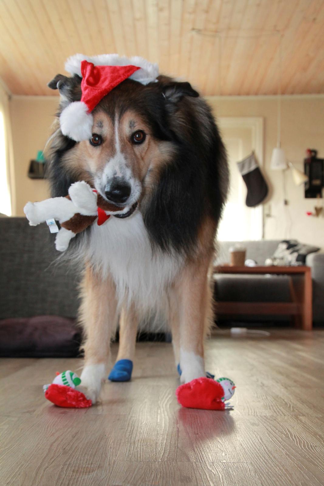 Blanding af racer ~ Chester billede 17