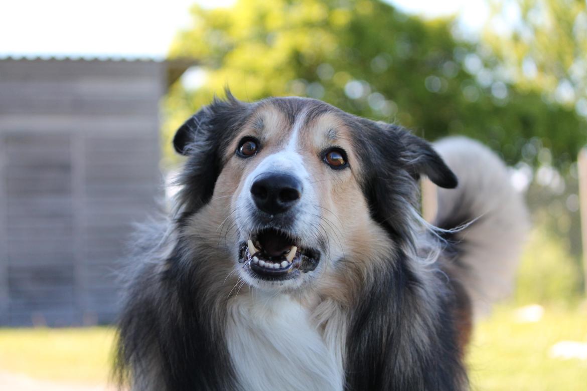 Blanding af racer ~ Chester billede 12