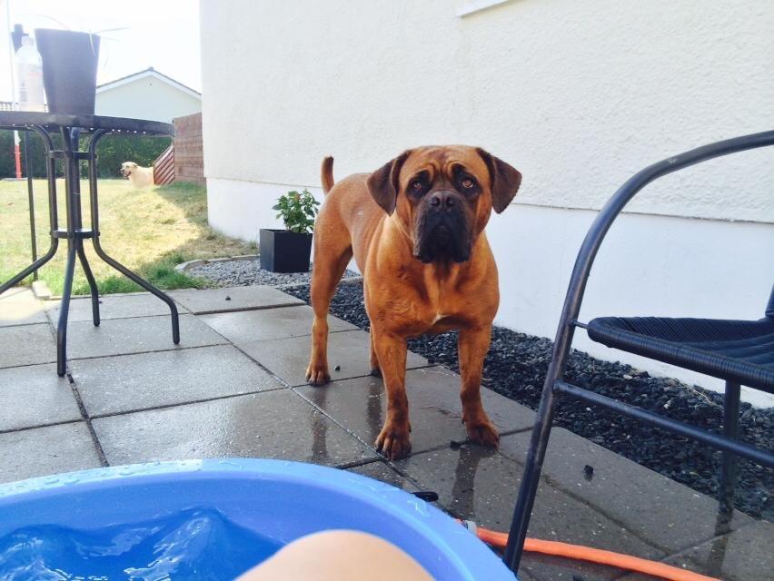 Dogue de bordeaux Ayka/future billede 19