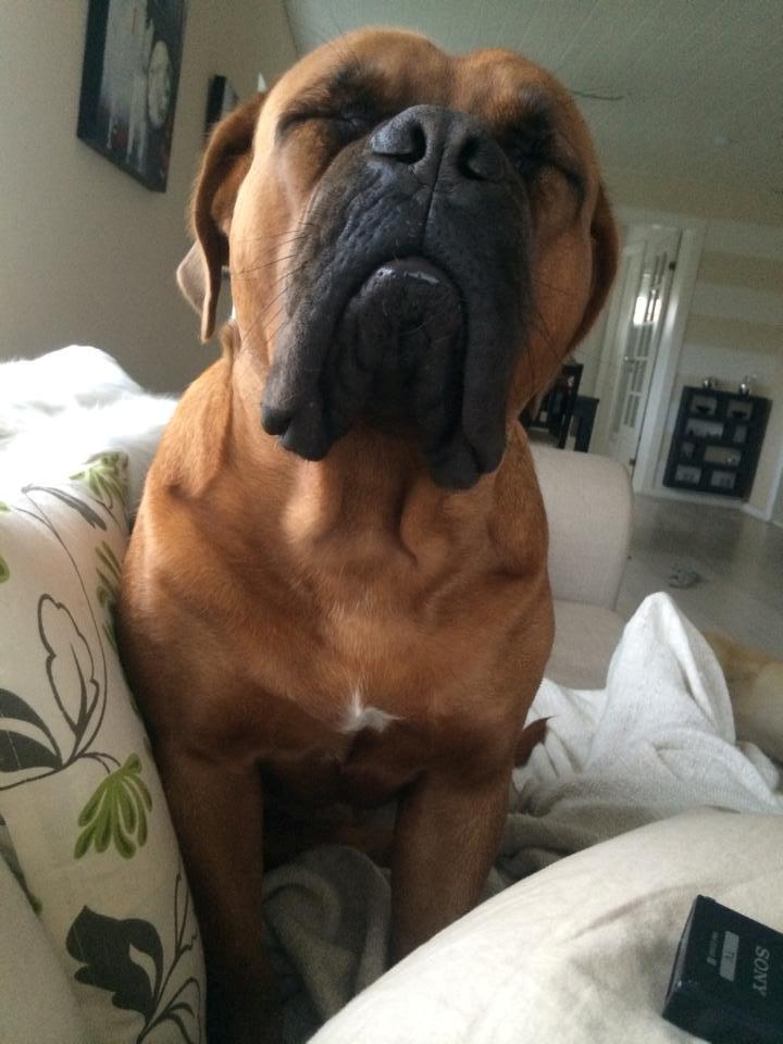 Dogue de bordeaux Ayka/future billede 21