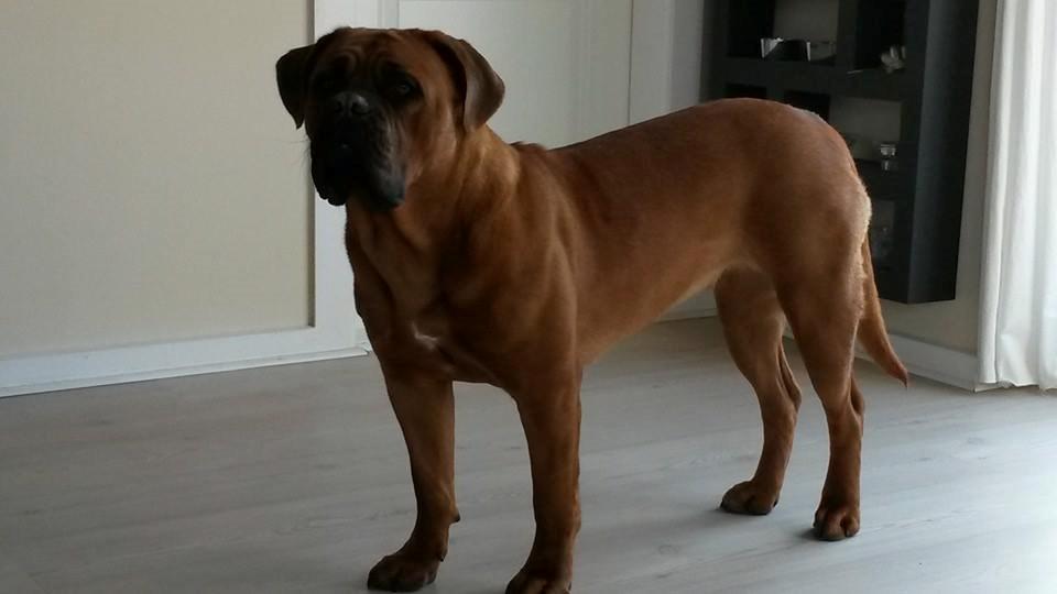 Dogue de bordeaux Ayka/future billede 24