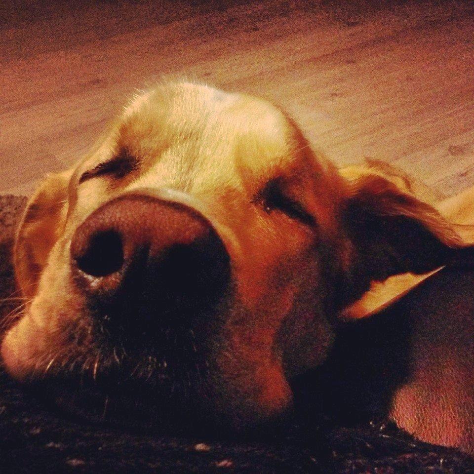 Blanding af racer Balou/Nanoq billede 24