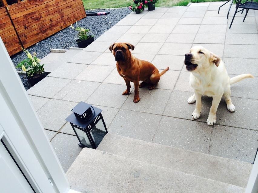 Blanding af racer Balou/Nanoq billede 25