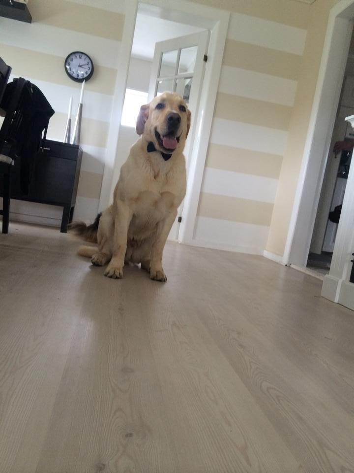 Blanding af racer Balou/Nanoq billede 27