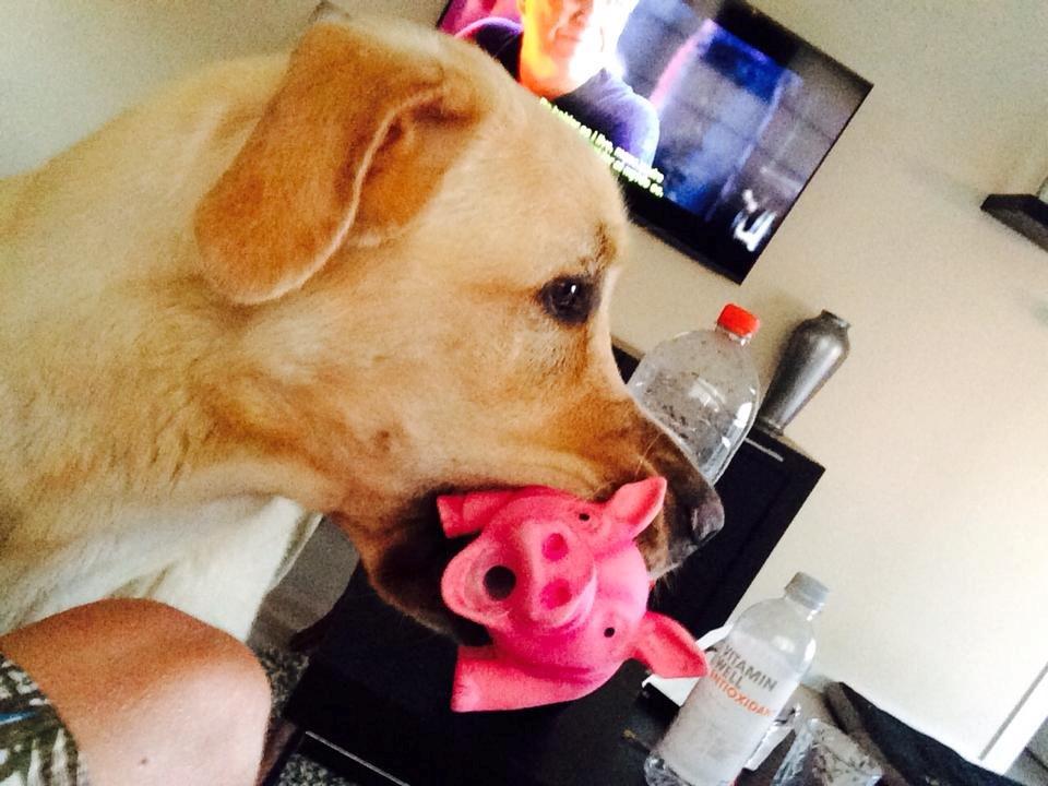 Blanding af racer Balou/Nanoq billede 28