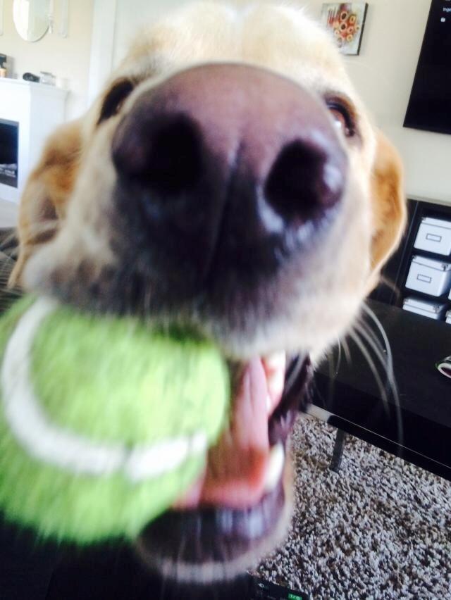 Blanding af racer Balou/Nanoq billede 30