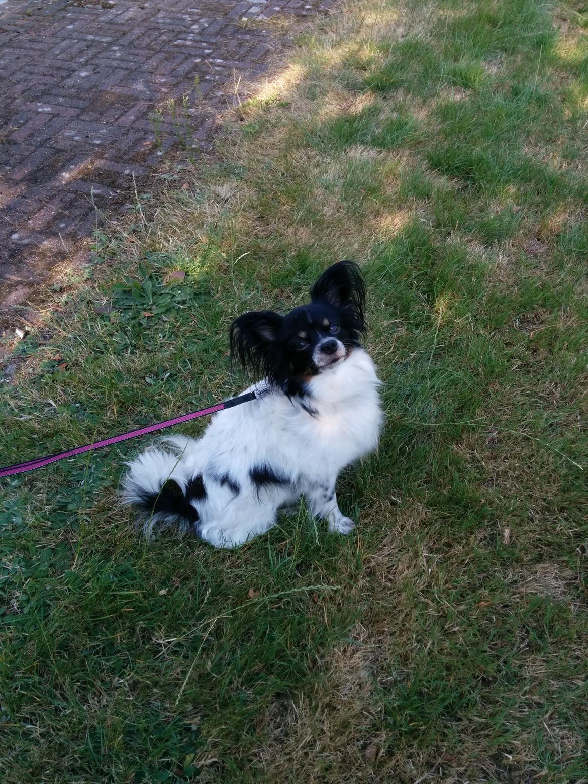 Papillon Bella billede 7