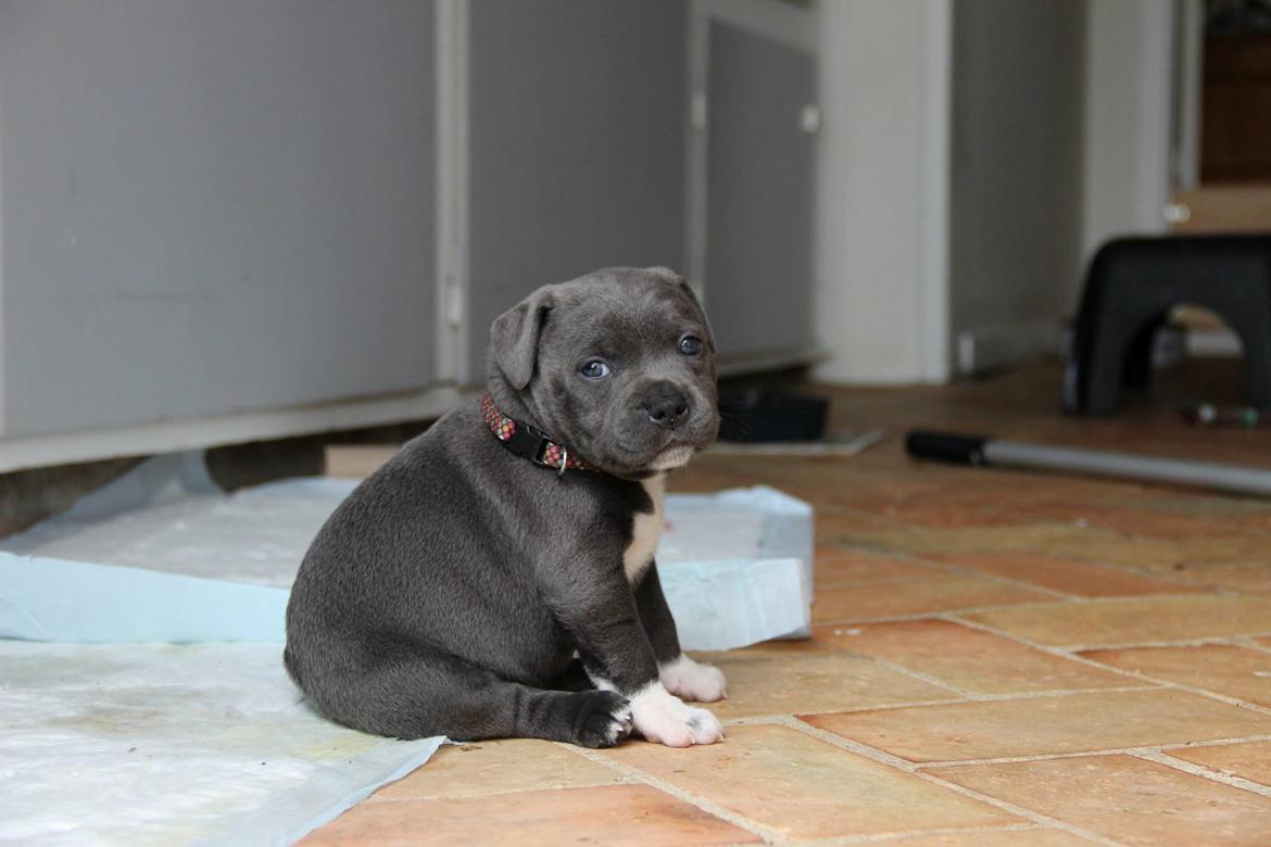 Staffordshire bull terrier Neupart Staffs Adorable Lady GaGa billede 2