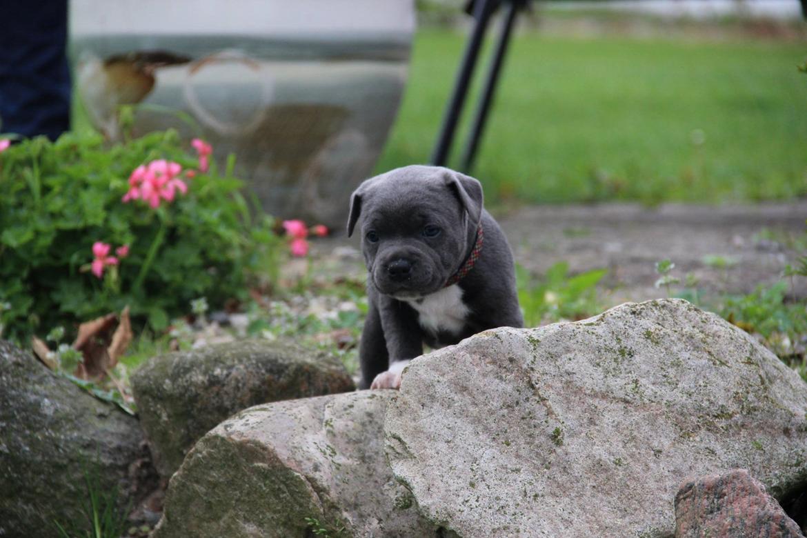 Staffordshire bull terrier Neupart Staffs Adorable Lady GaGa billede 3