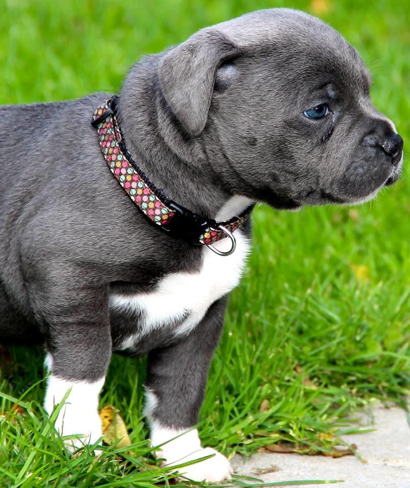 Staffordshire bull terrier Neupart Staffs Adorable Lady GaGa billede 4