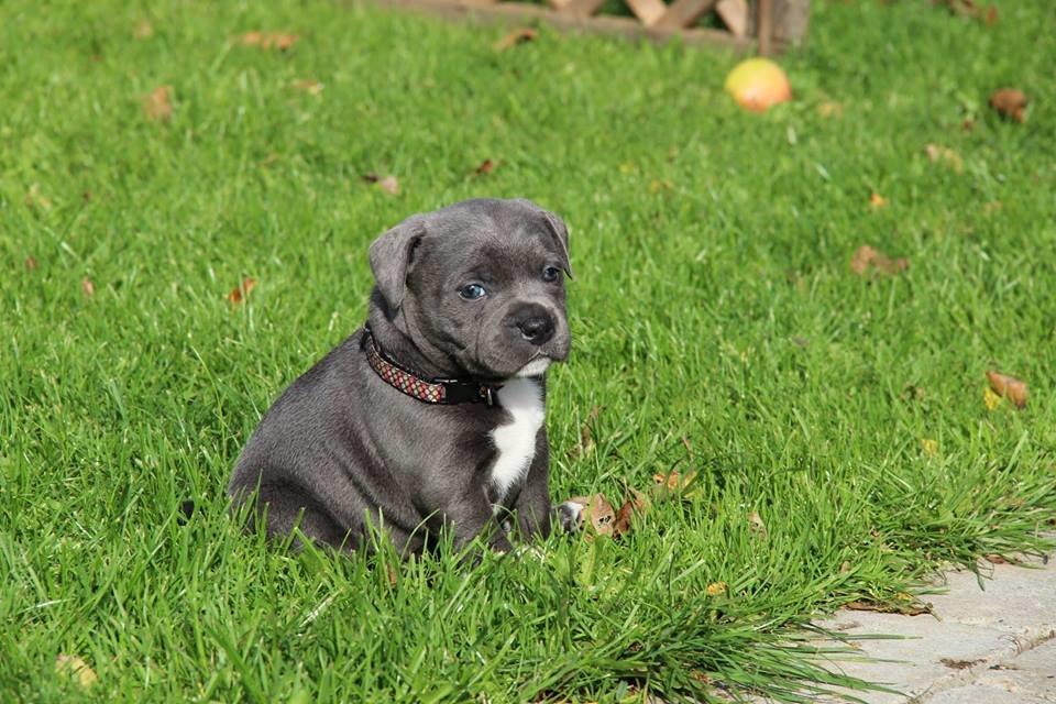 Staffordshire bull terrier Neupart Staffs Adorable Lady GaGa billede 7